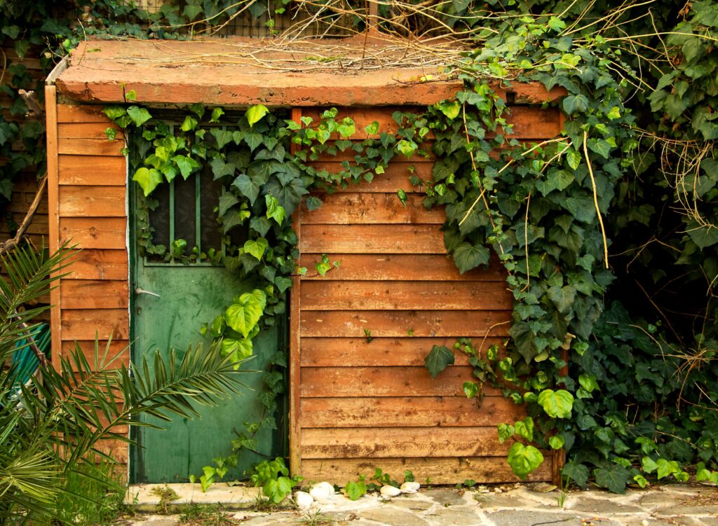 Alte Gartenlaube mit Efeu bewachsen